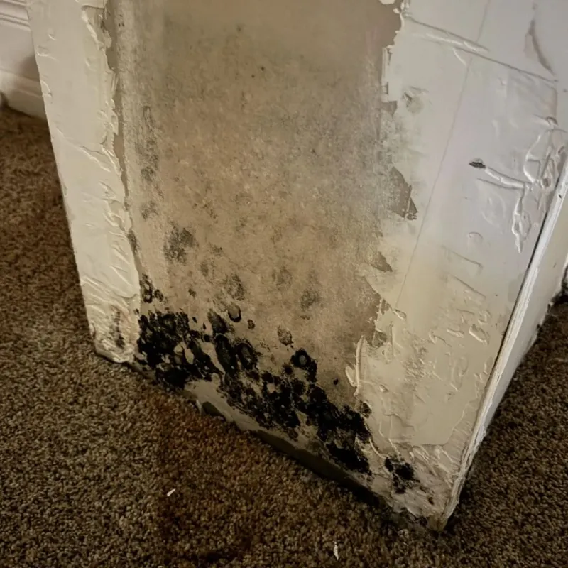 Professional Mold Removal in Worth County, MO